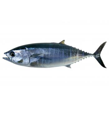 чем питается тунец в природе