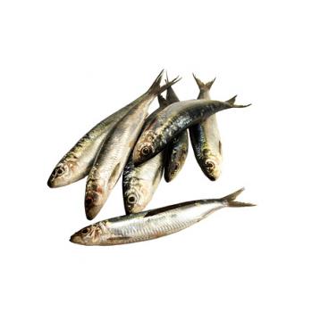 Сардины: описание, свойства и особенности рыбы